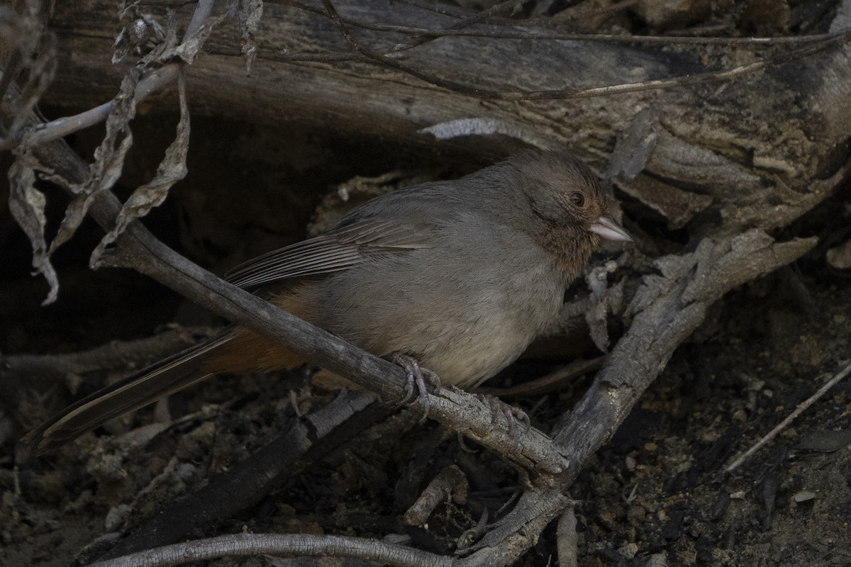 California Towhee - ML620676774