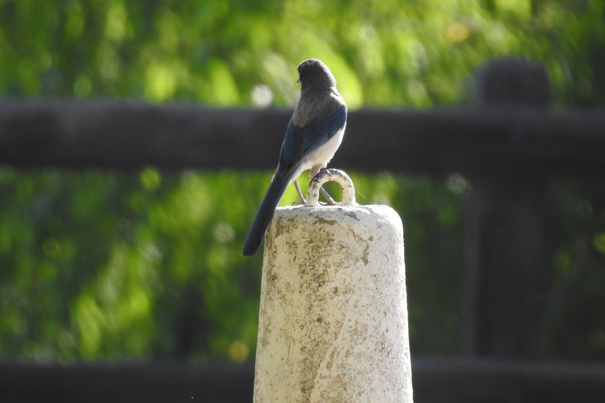 California Scrub-Jay - Heidi Pasch de Viteri