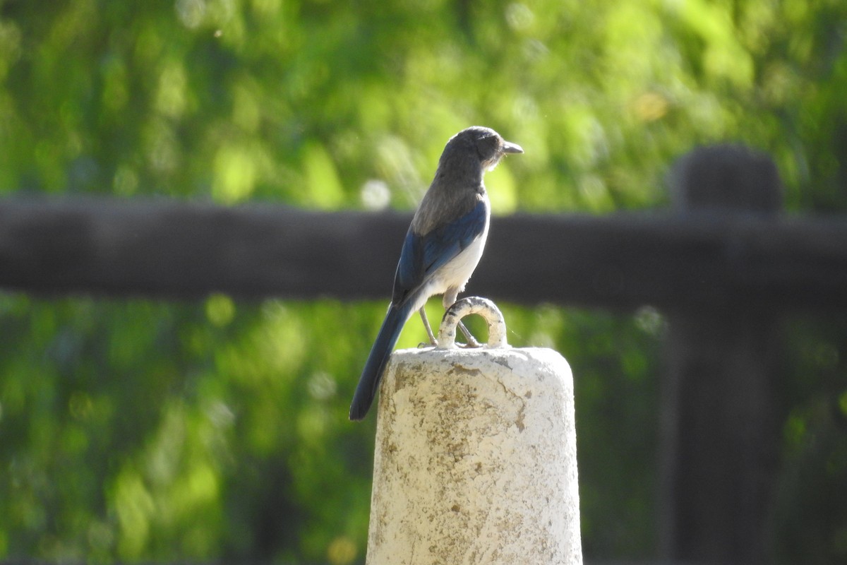 California Scrub-Jay - ML620676776