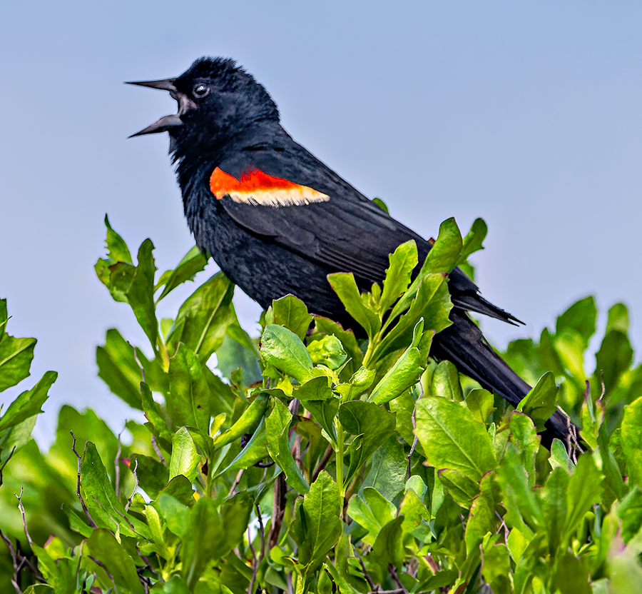 Red-winged Blackbird - ML620676778