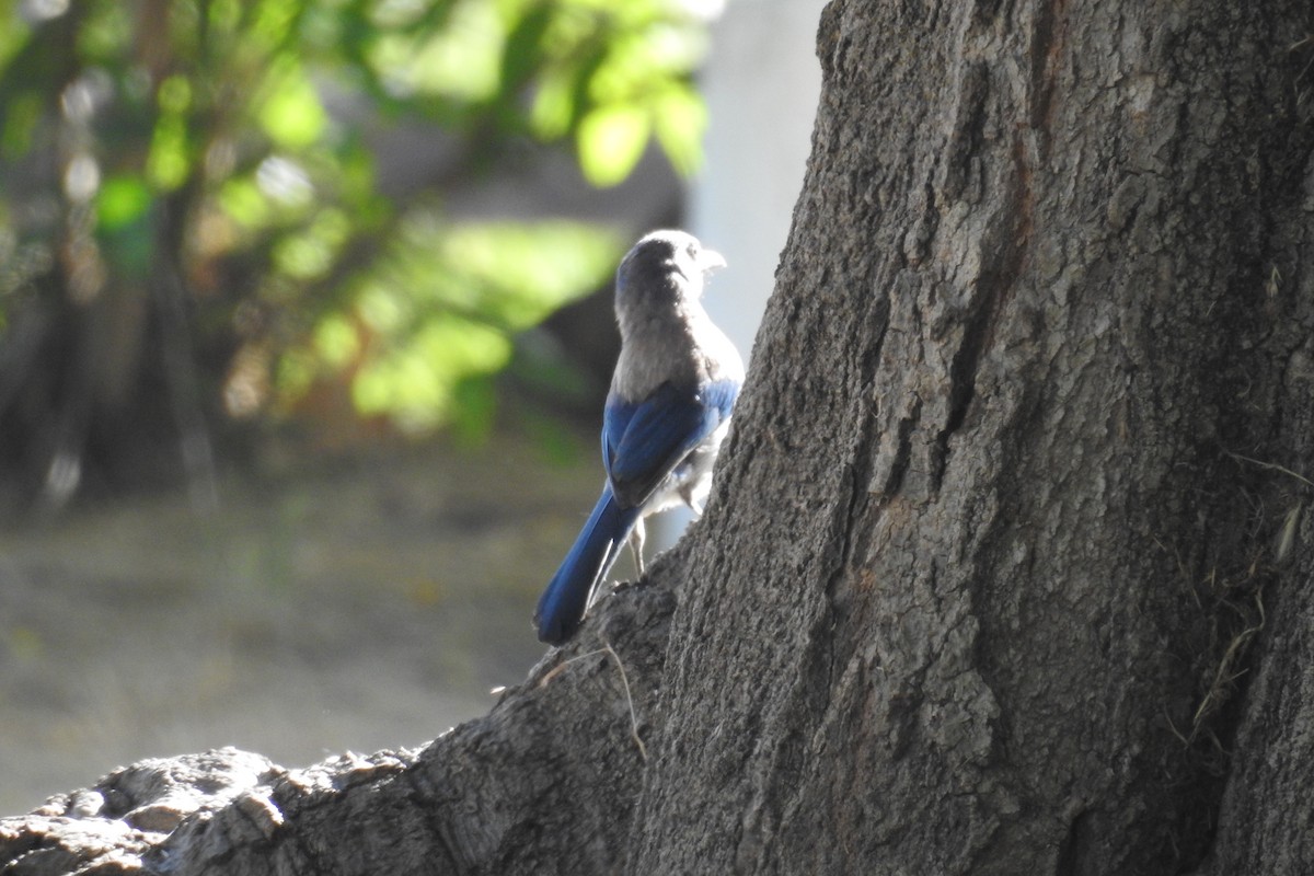 California Scrub-Jay - ML620676779