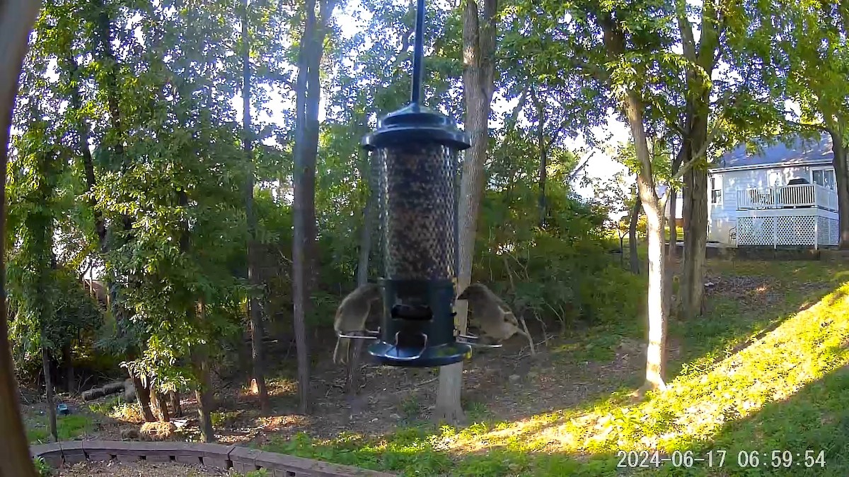 Brown-headed Cowbird - ML620676784