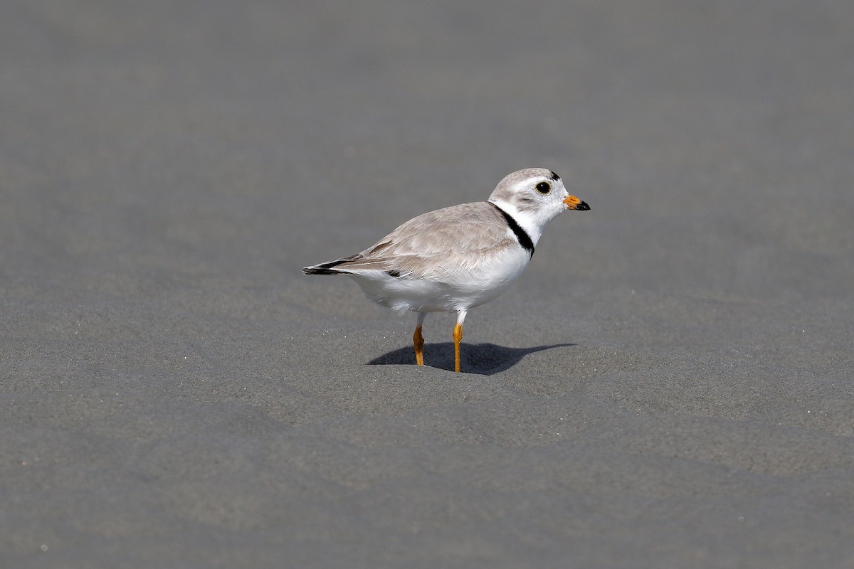 Piping Plover - ML620676795