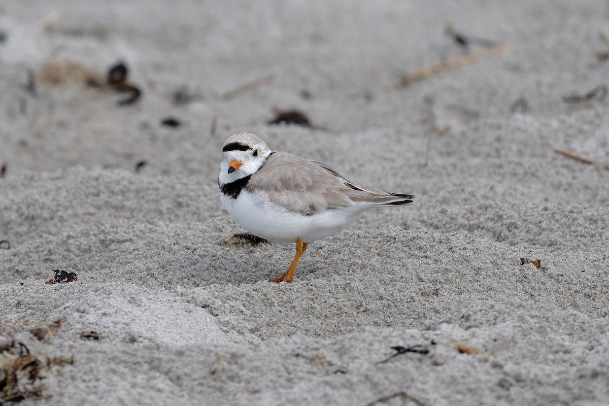 Piping Plover - ML620676796