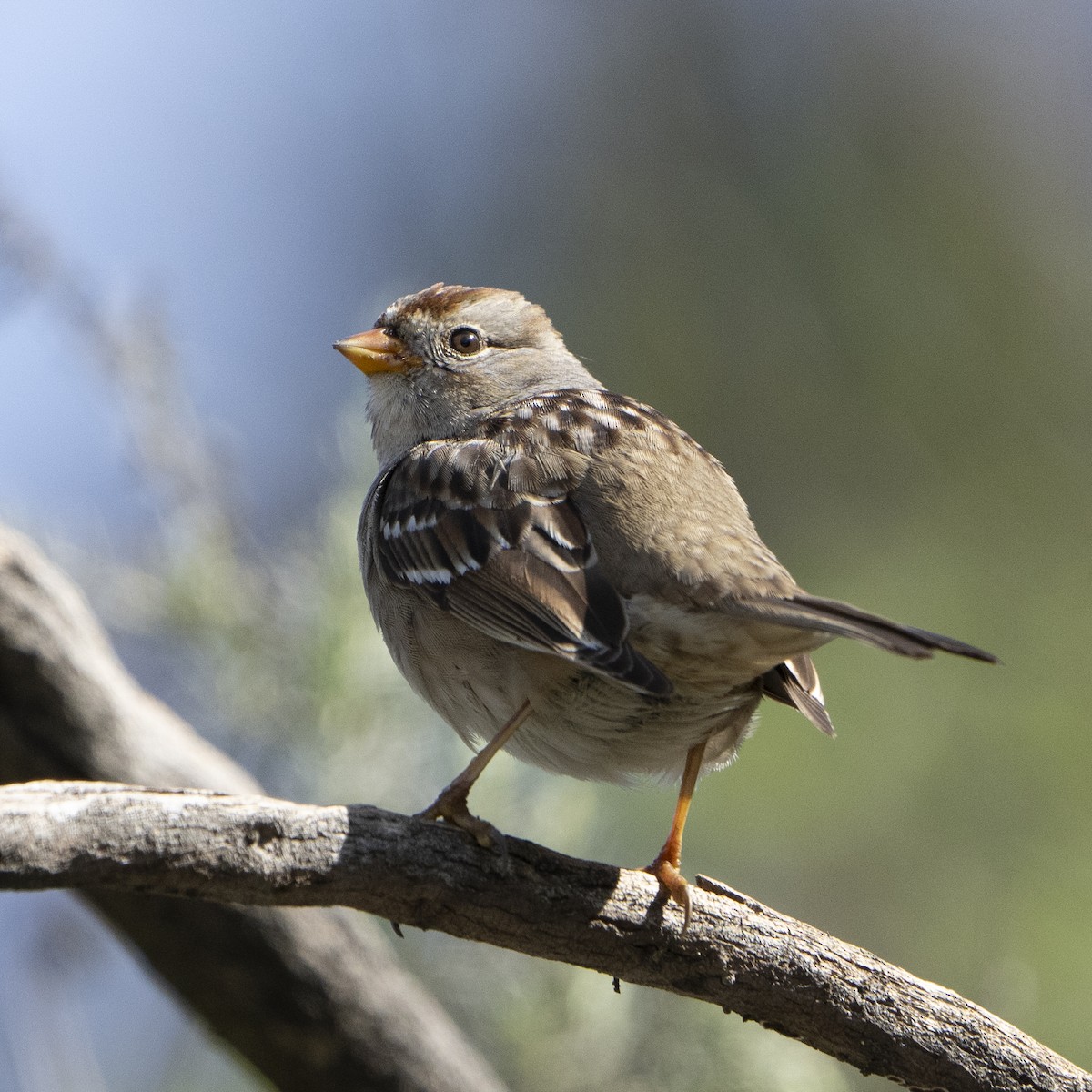 White-crowned Sparrow - Kyle Arpke