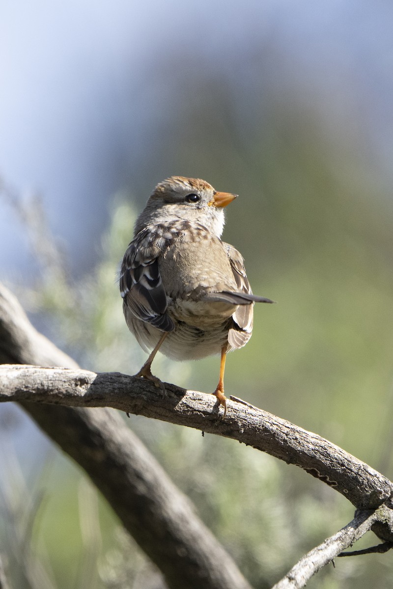 White-crowned Sparrow - ML620676799