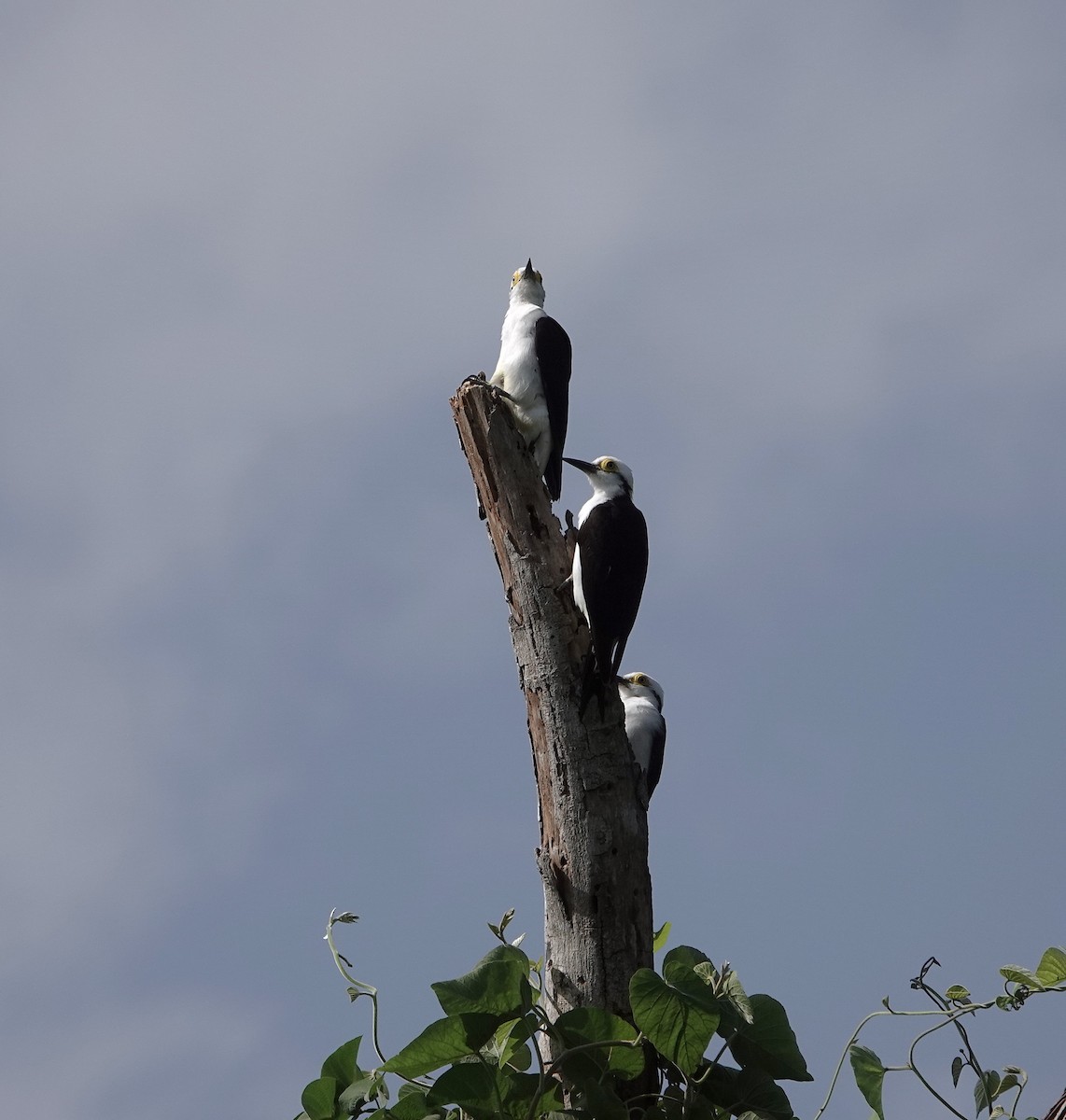 White Woodpecker - ML620676800