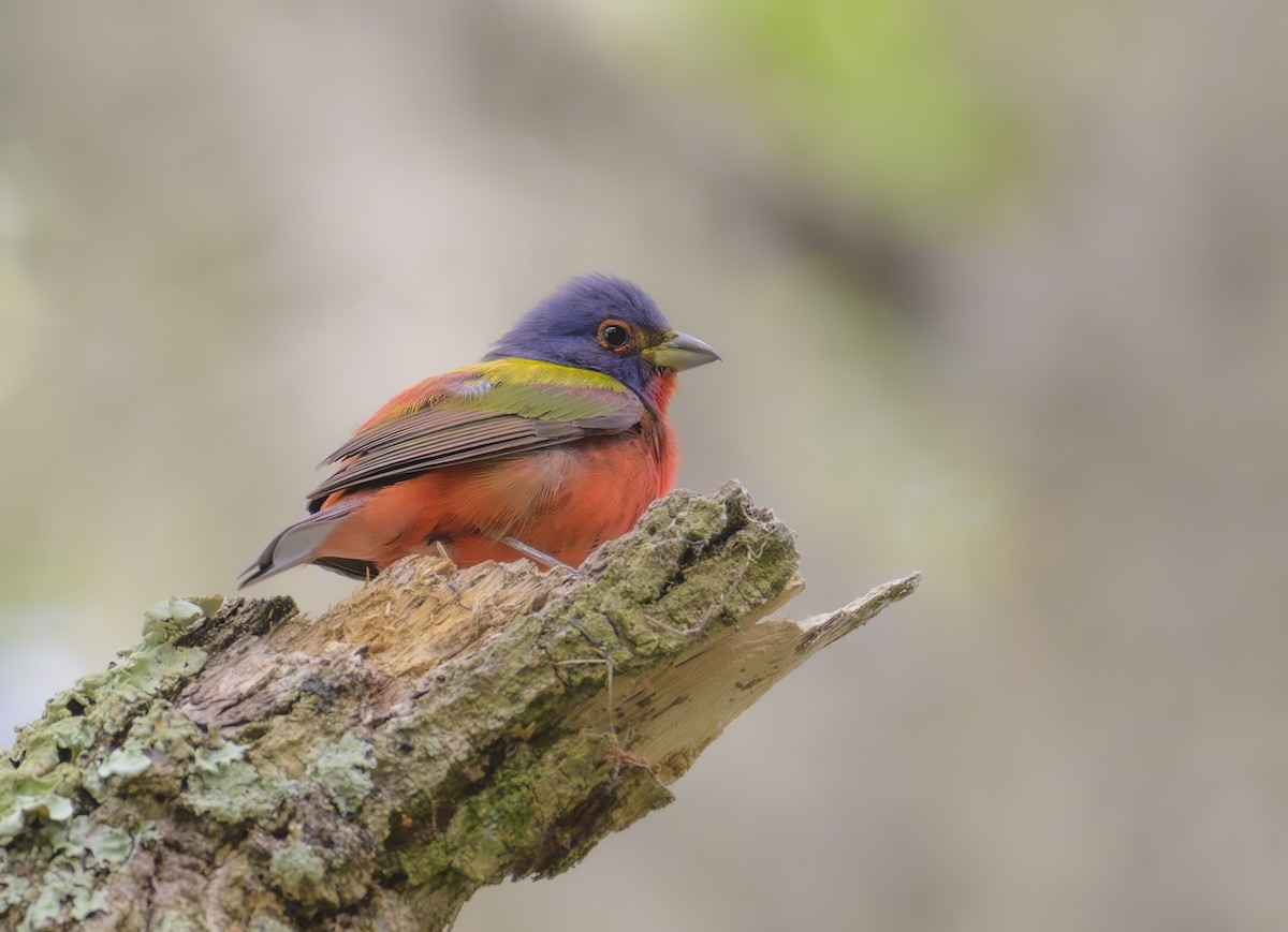 Painted Bunting - ML620676808