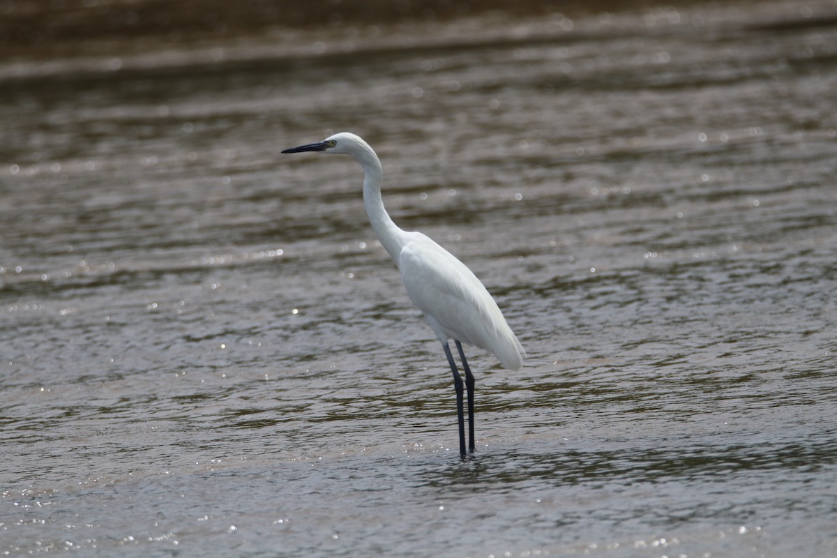 Reddish Egret - ML620676809