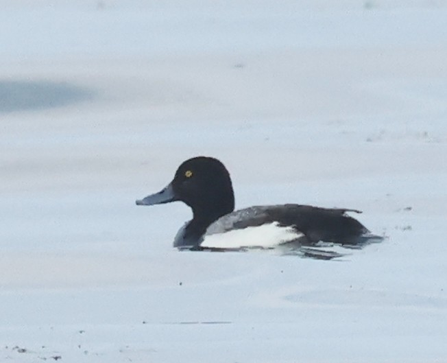 Greater Scaup - ML620676815