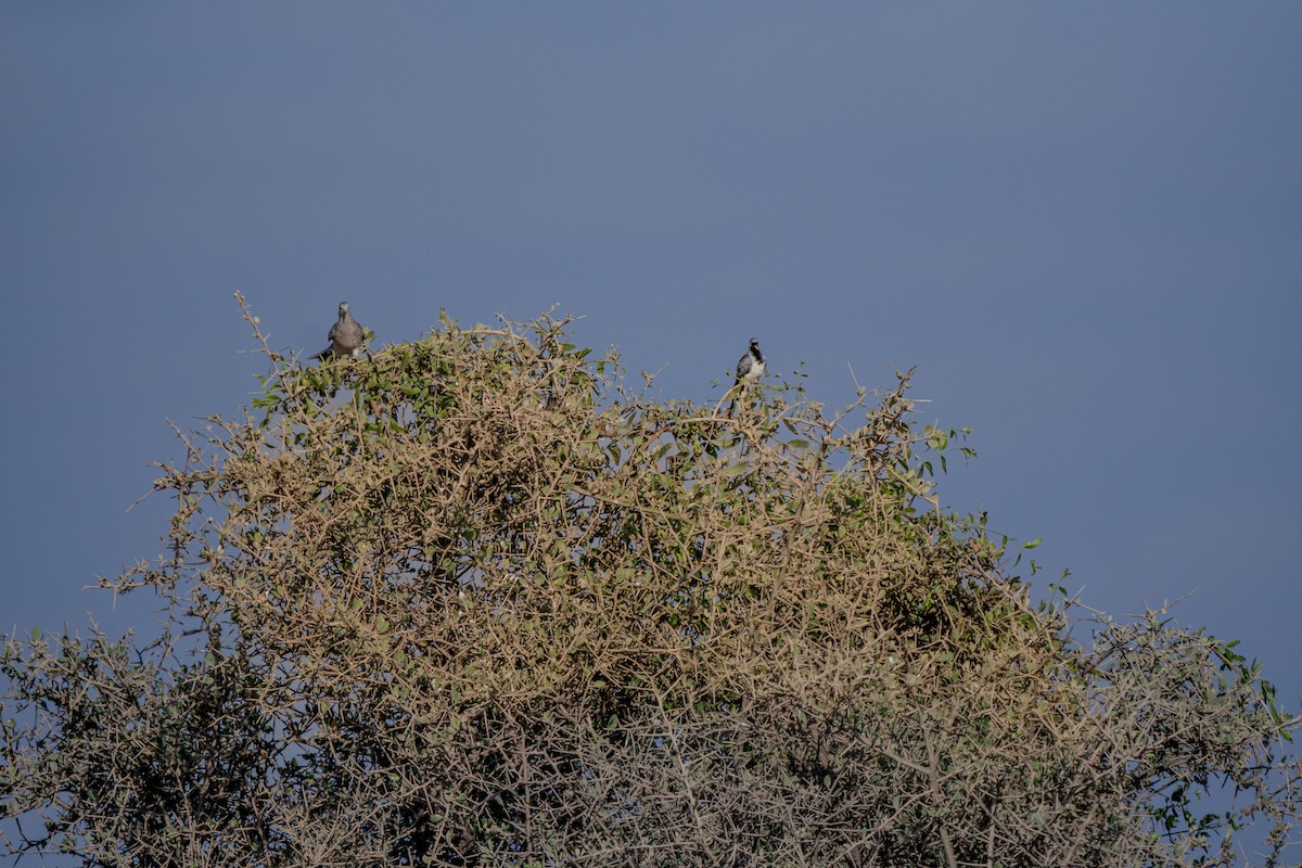 Namaqua Dove - ML620676821