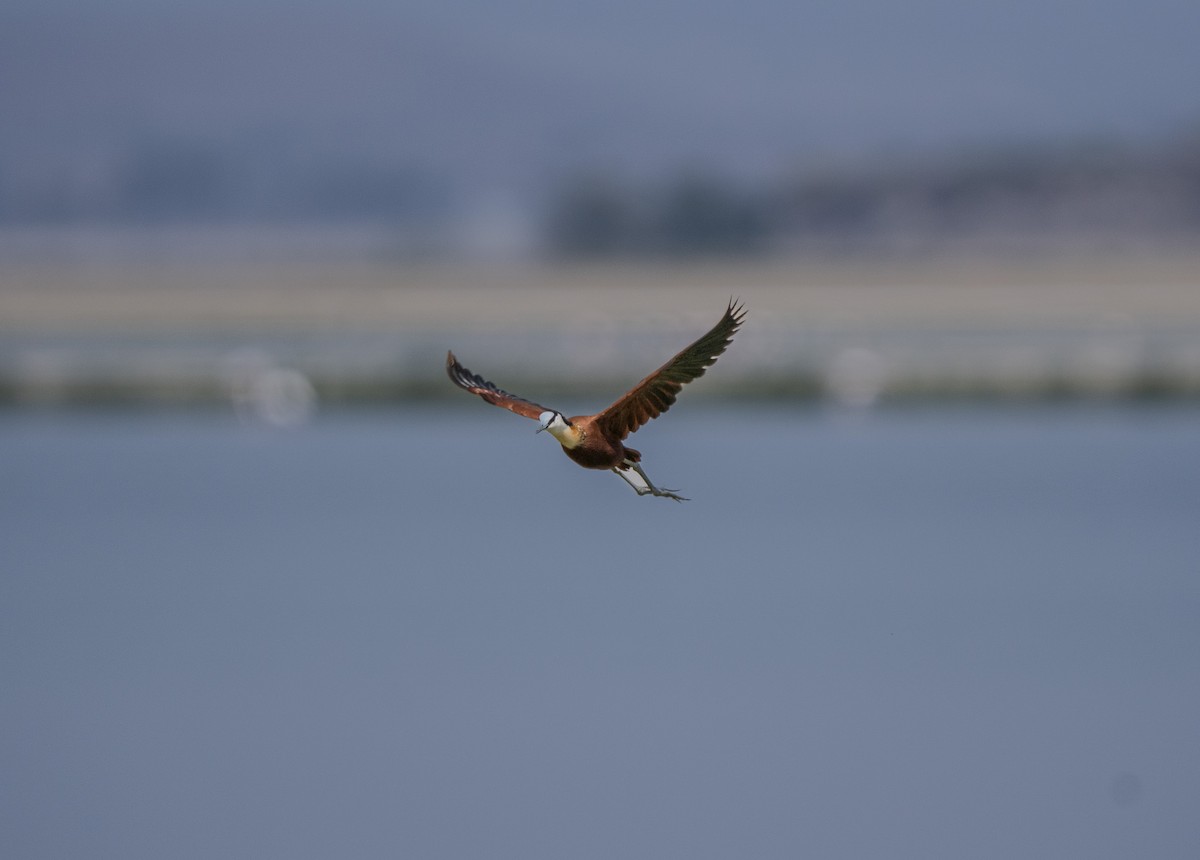 Jacana à poitrine dorée - ML620676823