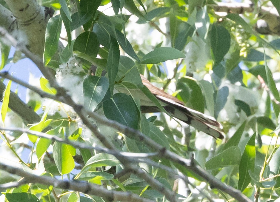 Yellow-billed Cuckoo - Ric Olson