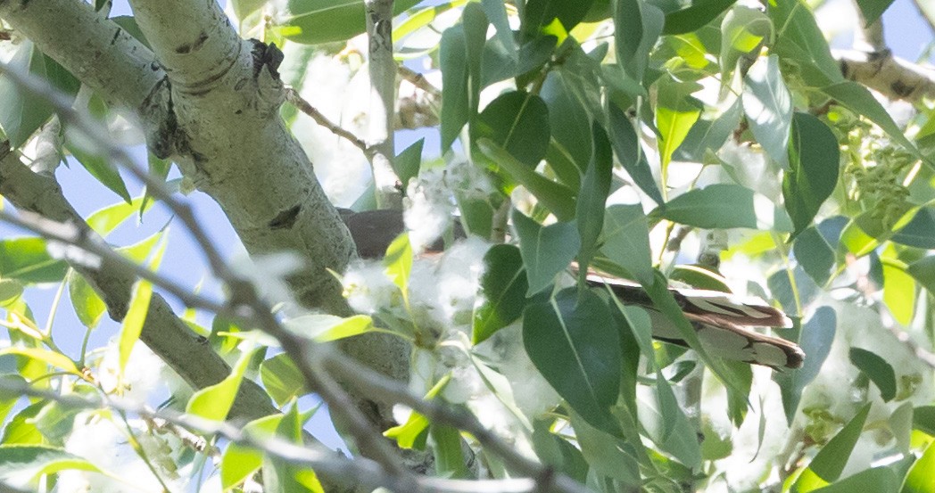 Yellow-billed Cuckoo - ML620676836