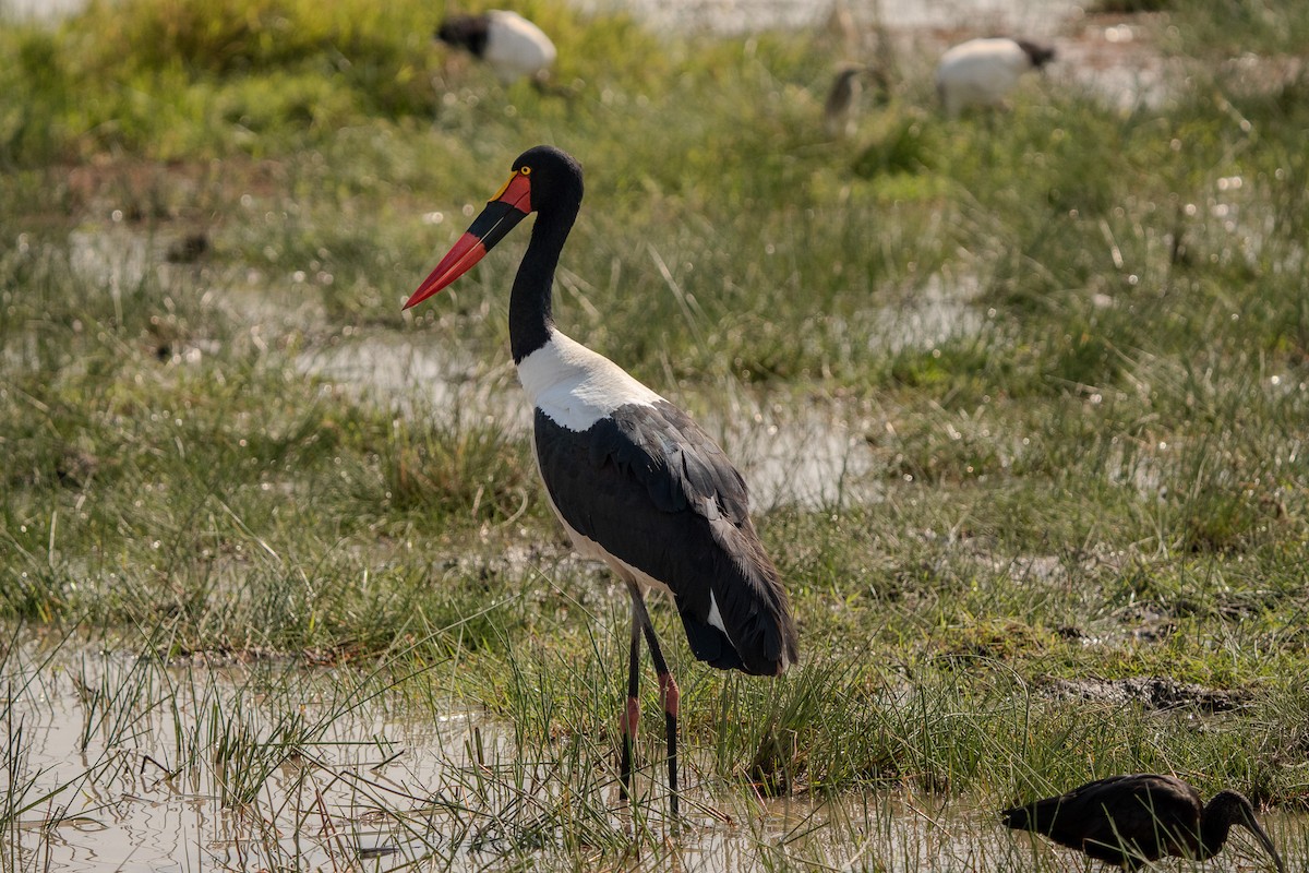 Saddle-billed Stork - ML620676837