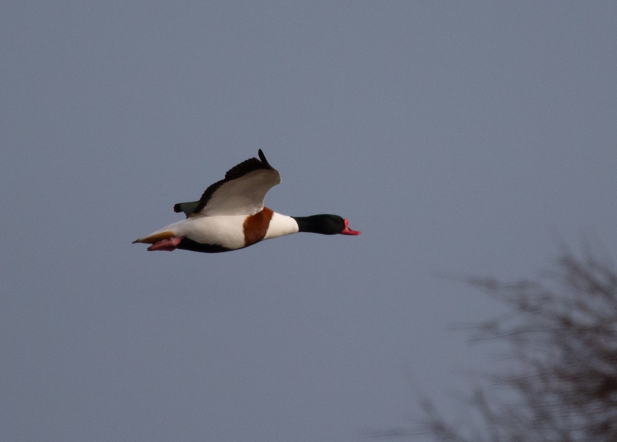 Common Shelduck - ML620676838