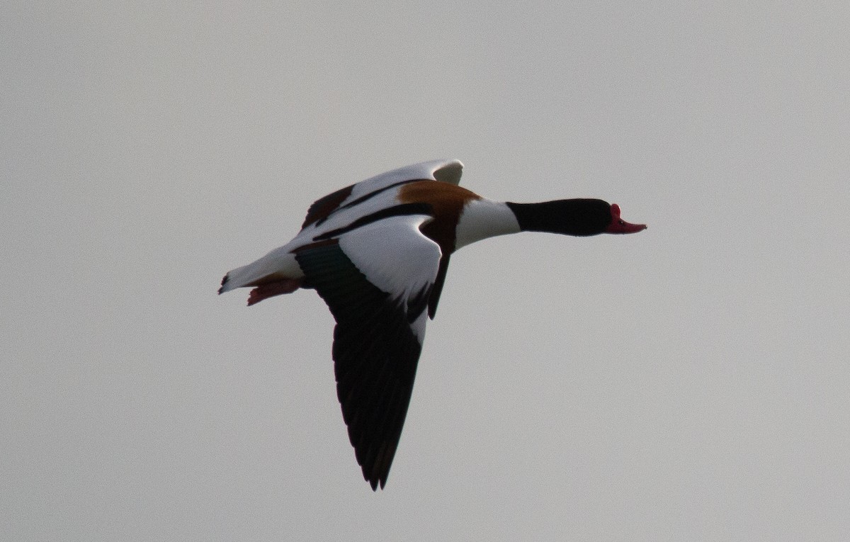 Common Shelduck - ML620676839