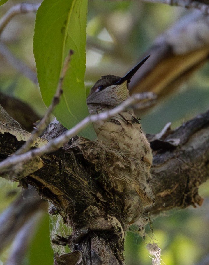Black-chinned Hummingbird - ML620676845