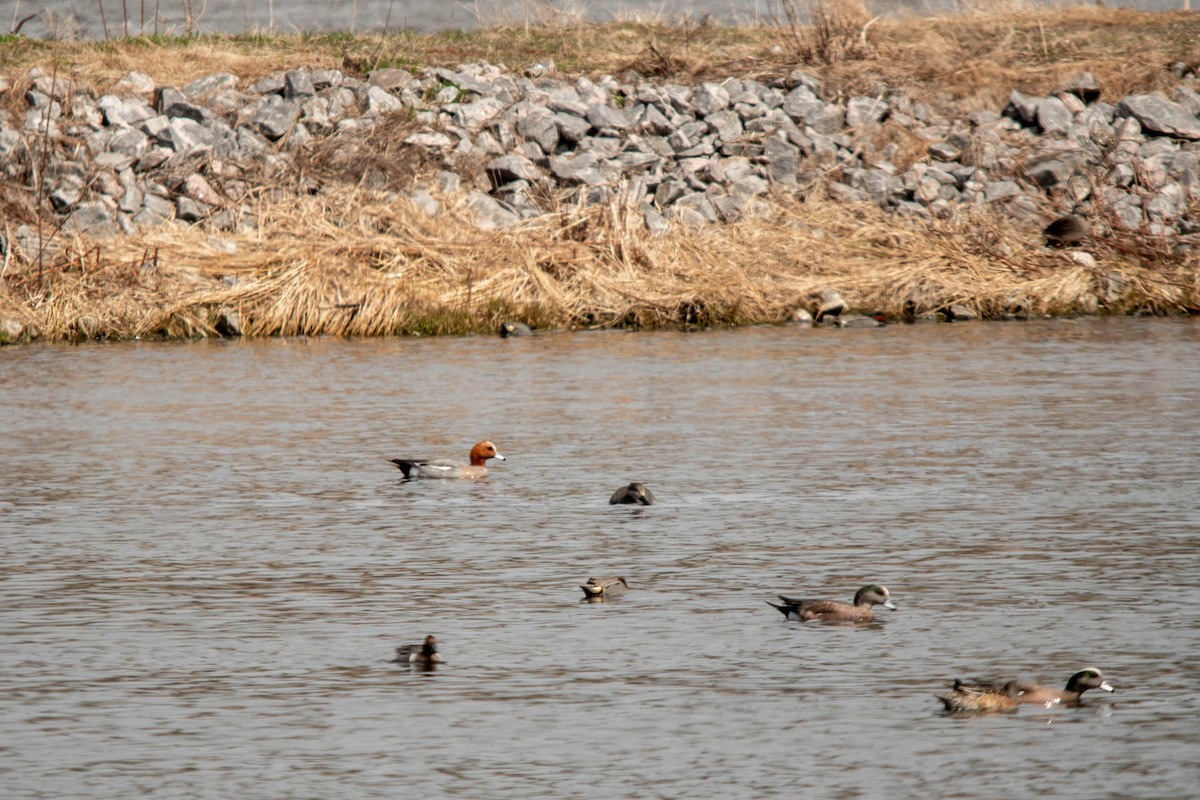 Eurasian Wigeon - Jean-Daniel Fiset