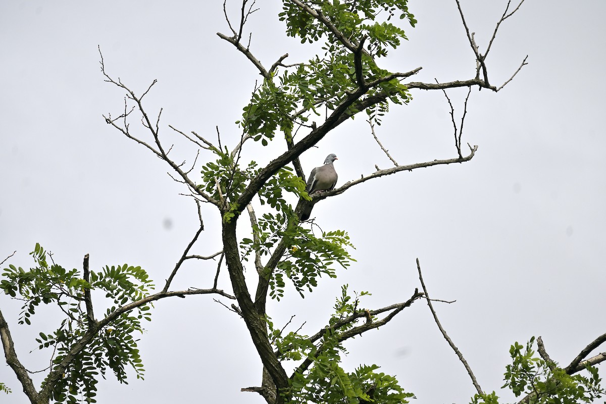 Common Wood-Pigeon - ML620676852