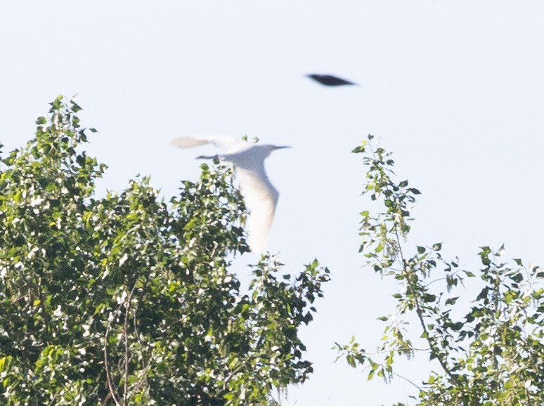 Great Egret - ML620676853