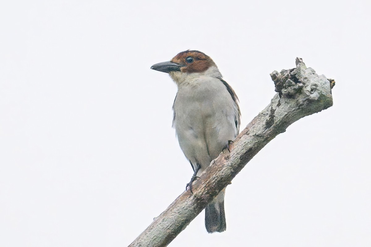 Black-crowned Tityra - ML620676854