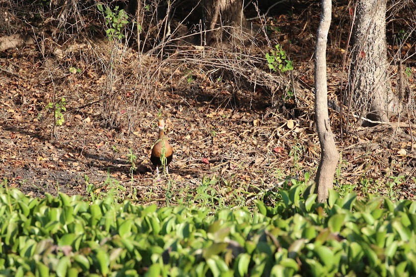 Black-bellied Whistling-Duck - ML620676855