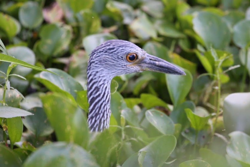 Yellow-crowned Night Heron - ML620676860