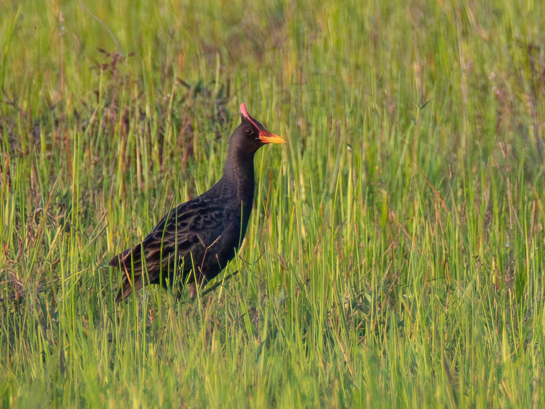 Watercock - ML620676861