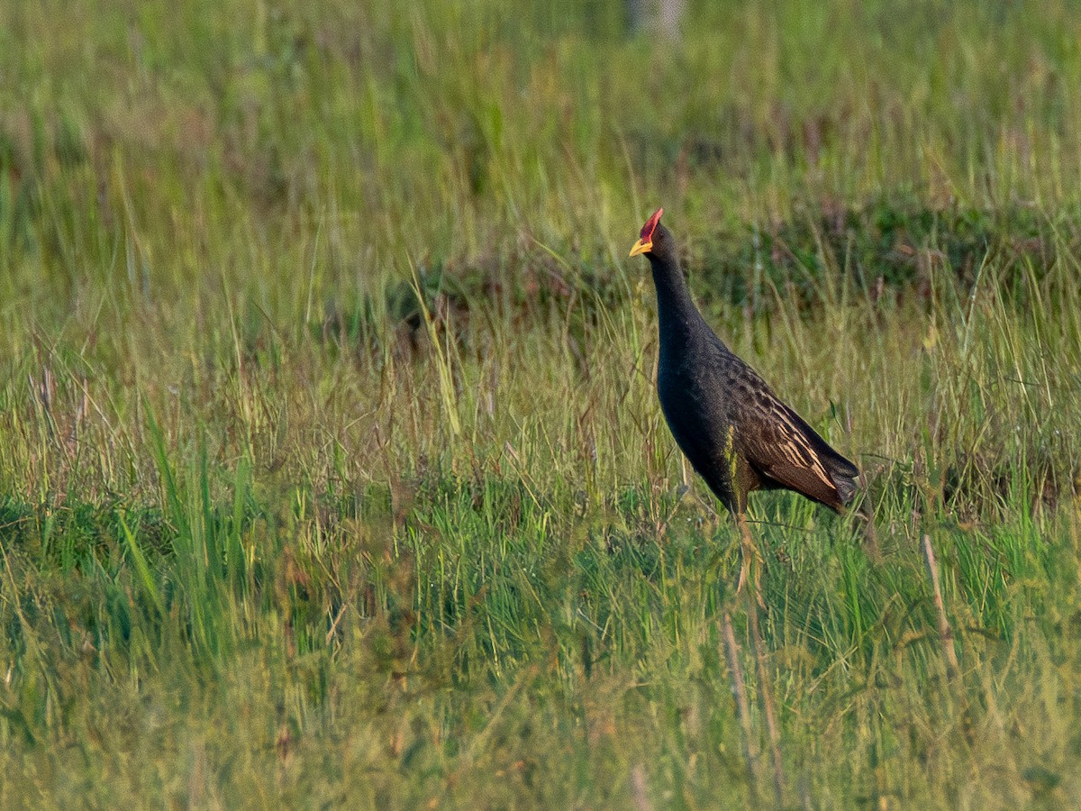 Gallineta Crestada - ML620676864