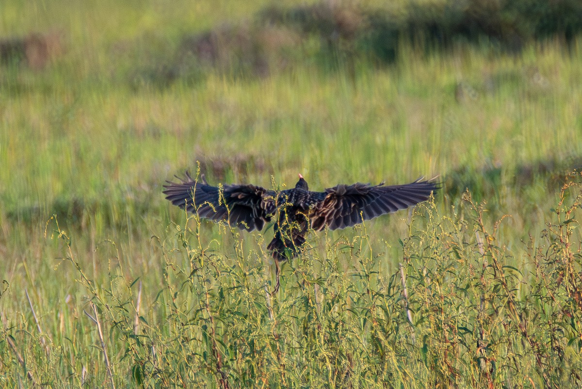 Watercock - ML620676865