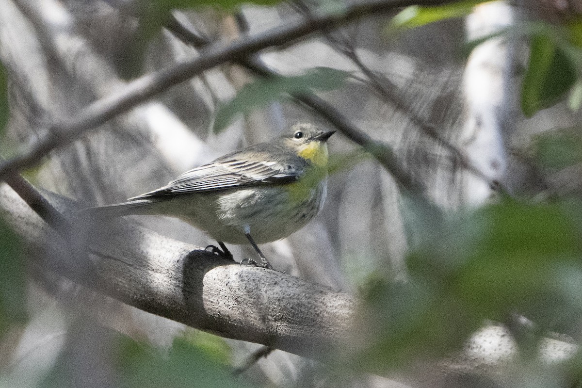 Yellow-rumped Warbler - ML620676866