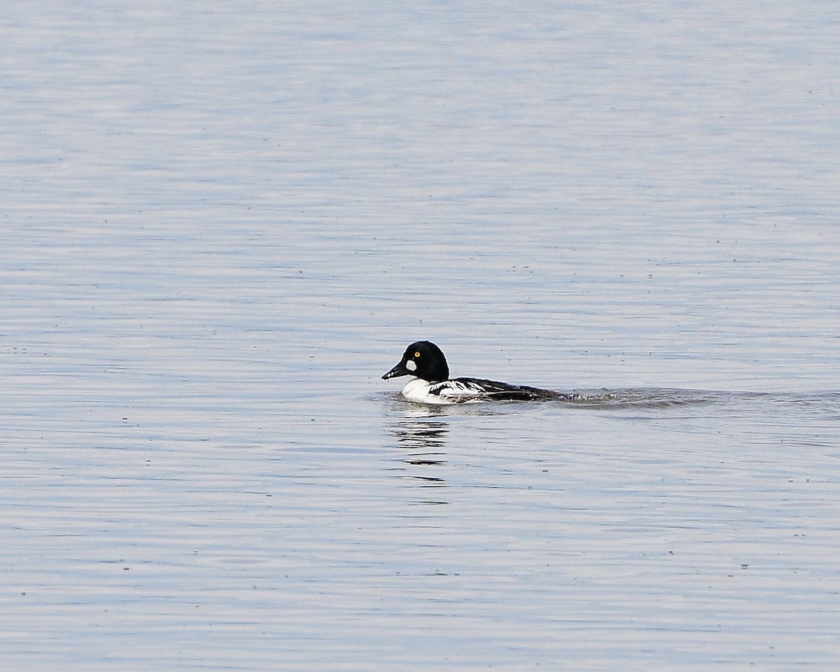 Common Goldeneye - ML620676868