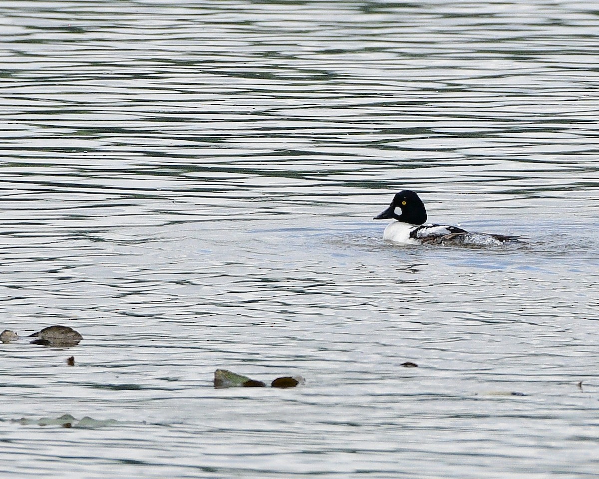 Common Goldeneye - ML620676870