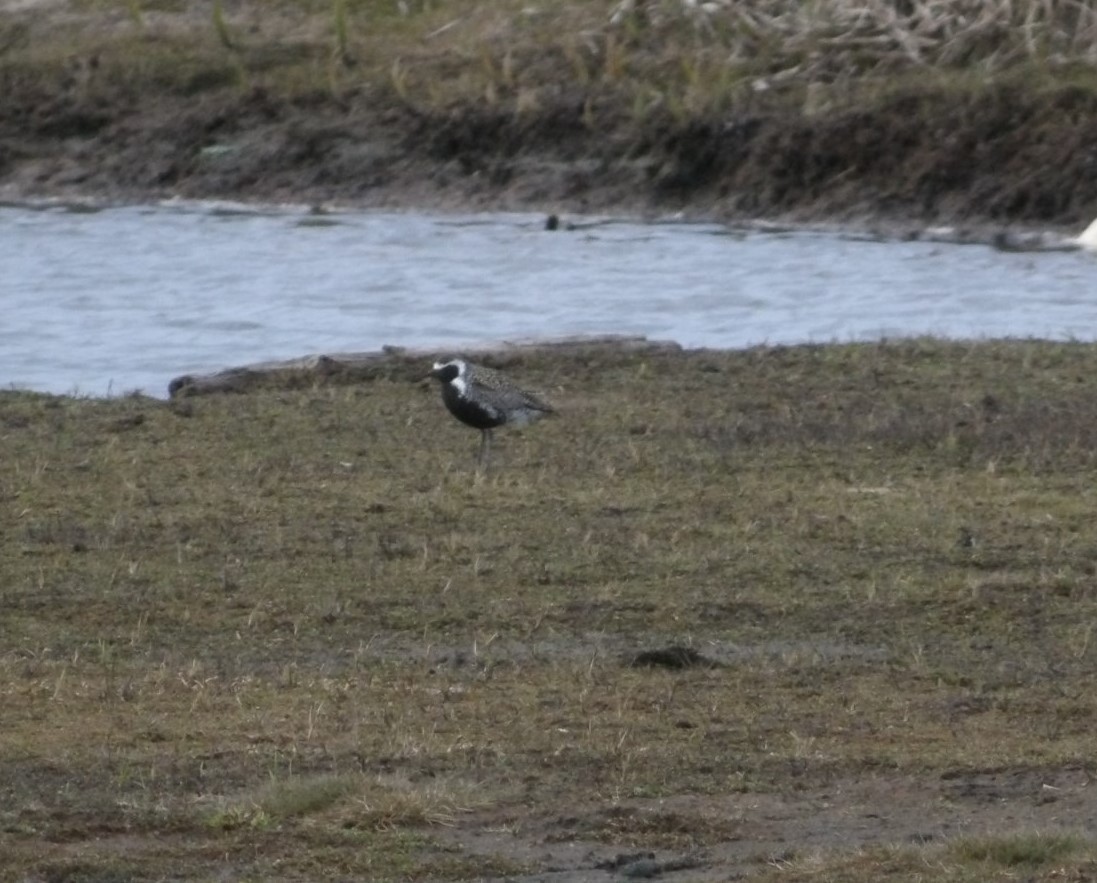 Pacific Golden-Plover - ML620676871