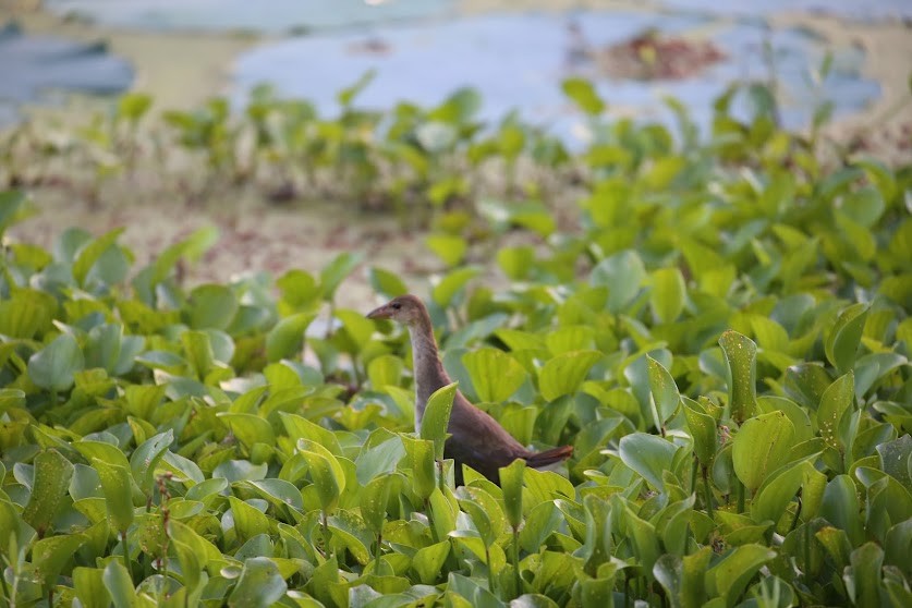 Purple Gallinule - ML620676876