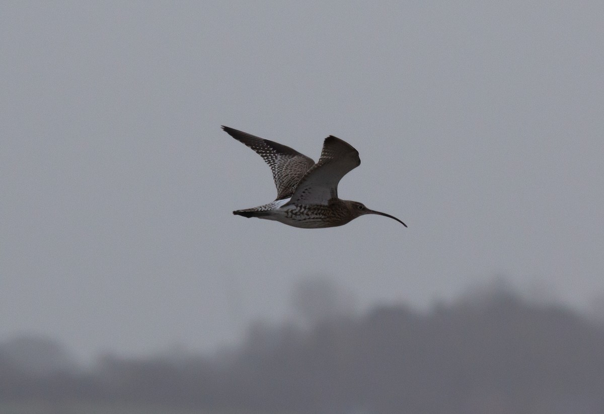 Eurasian Curlew - ML620676877