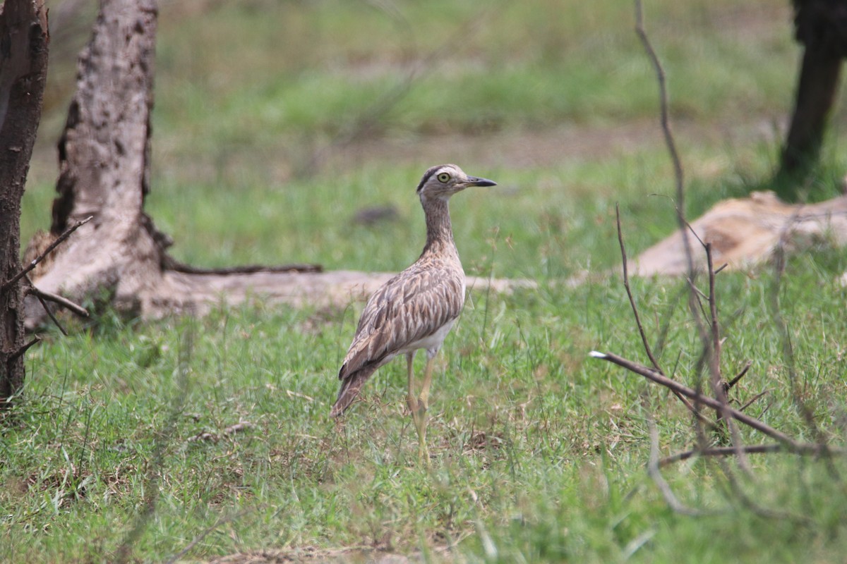 Double-striped Thick-knee - ML620676879