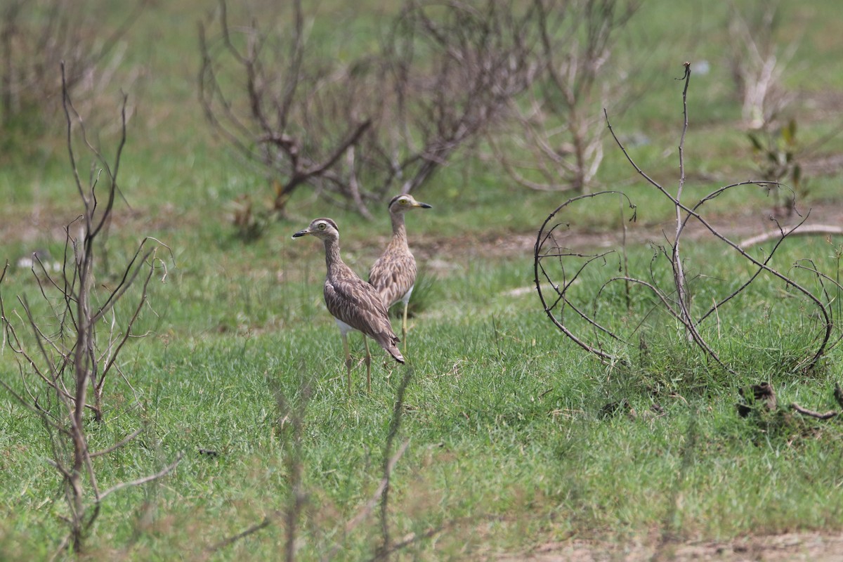 Double-striped Thick-knee - ML620676892