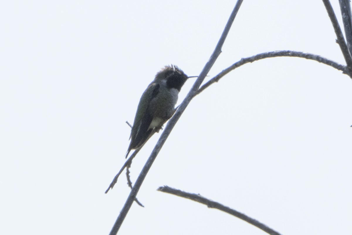 Anna's Hummingbird - ML620676894