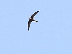 Pallid Swift - ML620676895