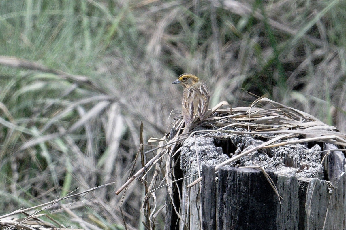 Nelson's Sparrow - ML620676907