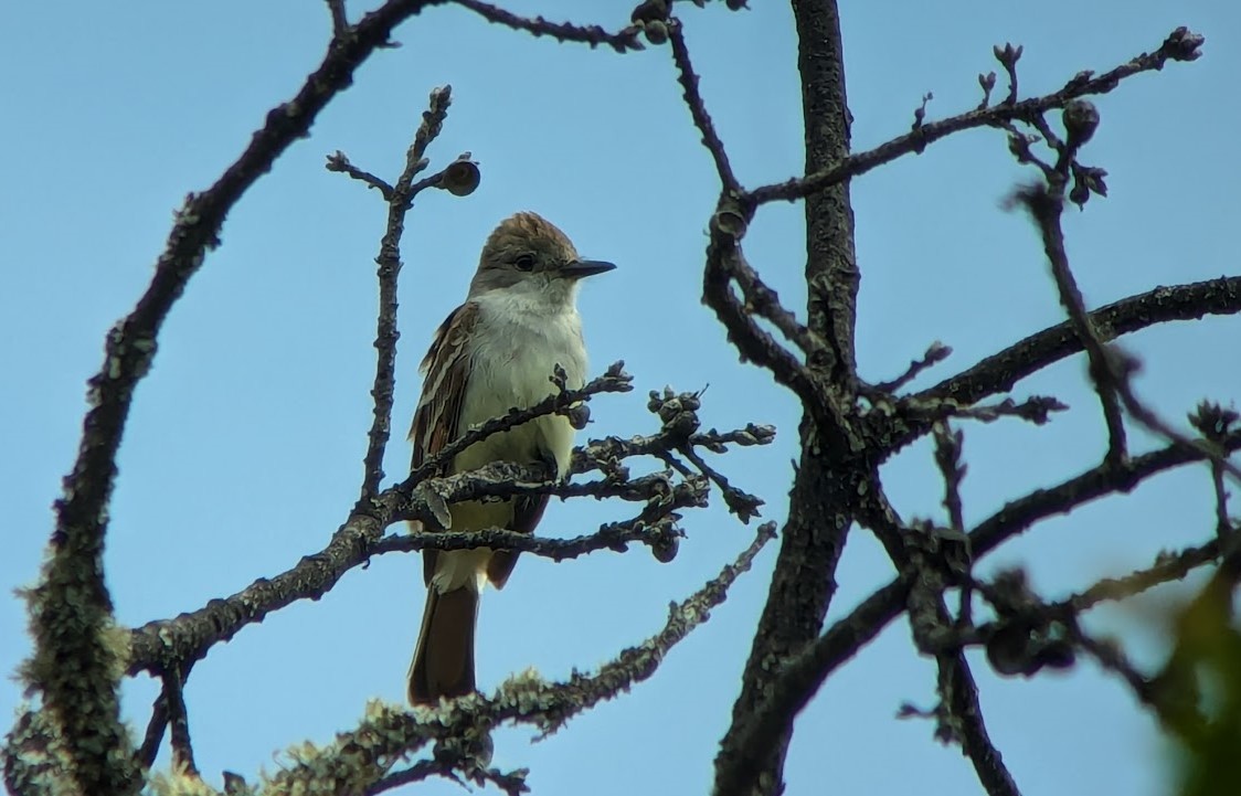 Ash-throated Flycatcher - ML620676919