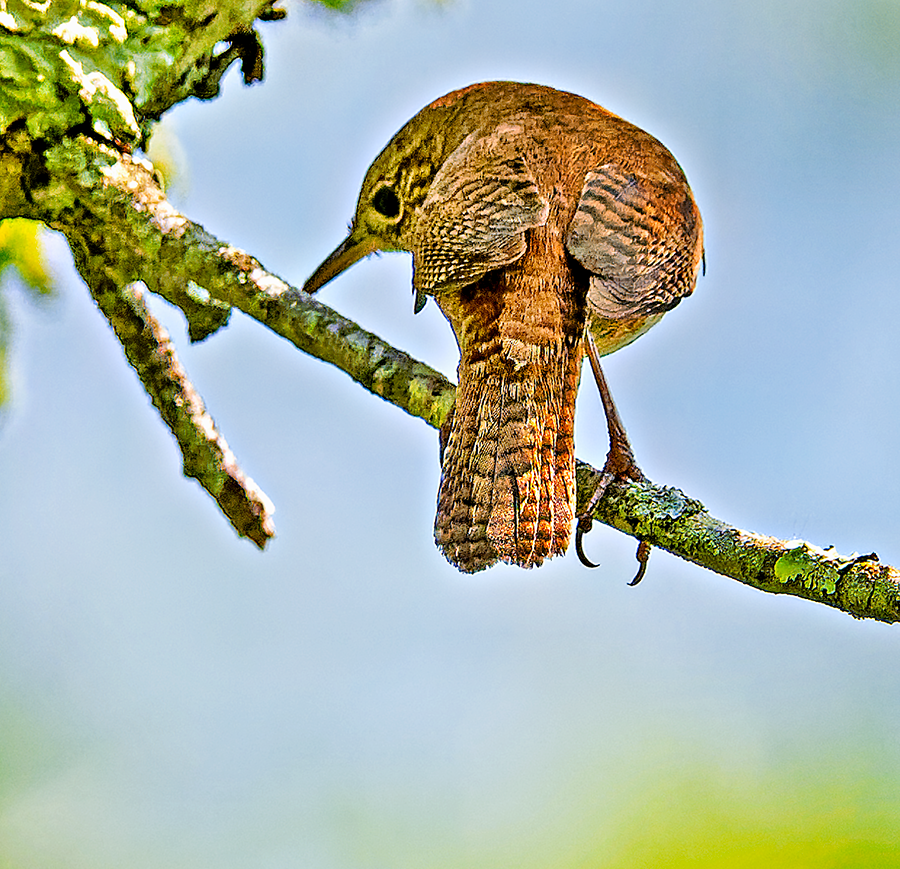 House Wren - ML620676922