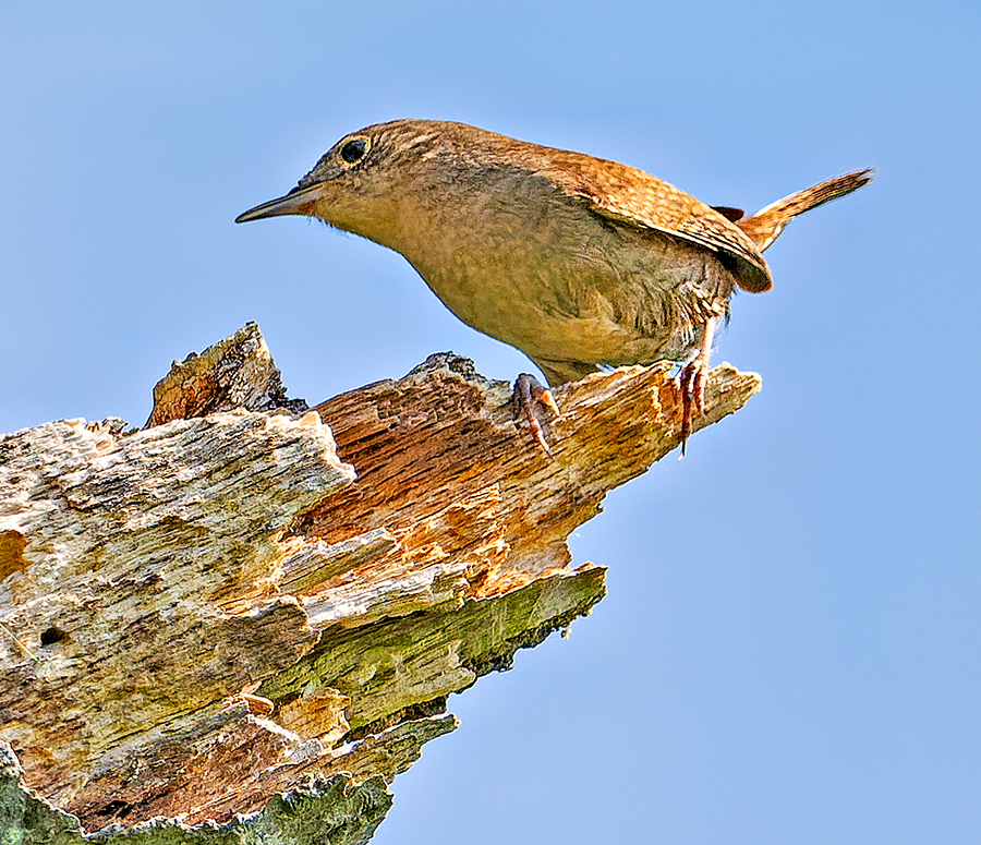 House Wren - Kristine Mika