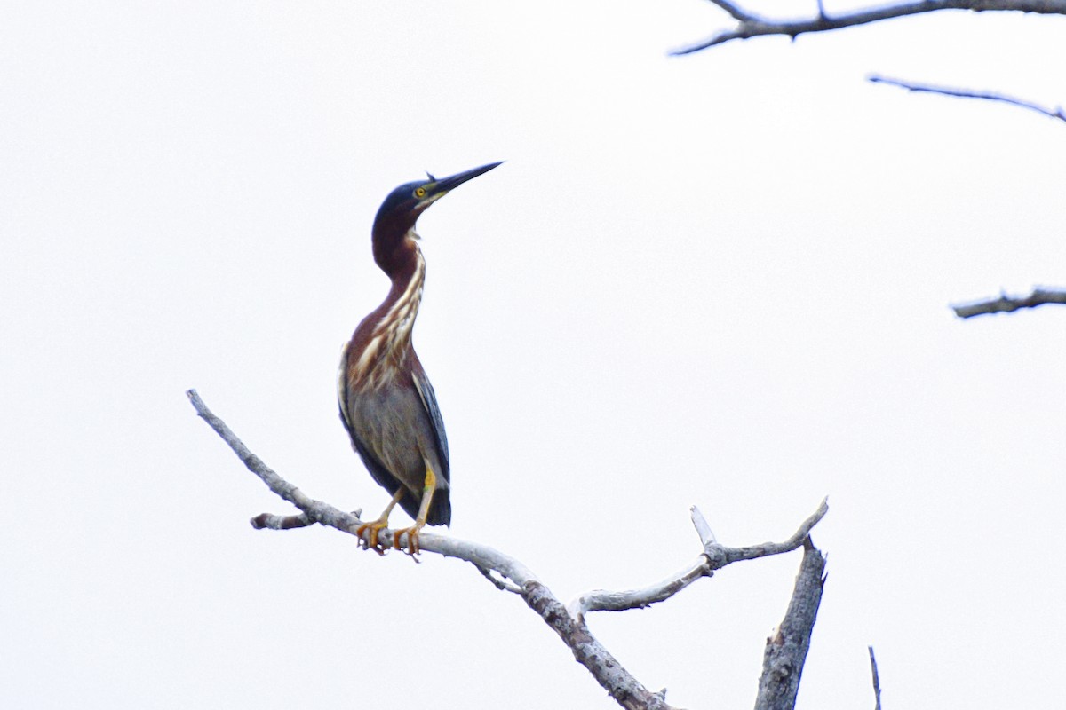 Green Heron - ML620676925