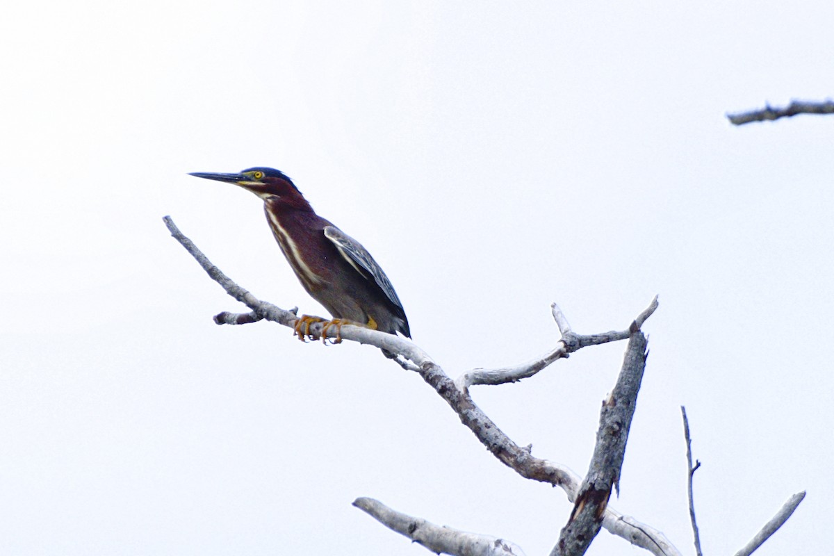 Green Heron - ML620676926