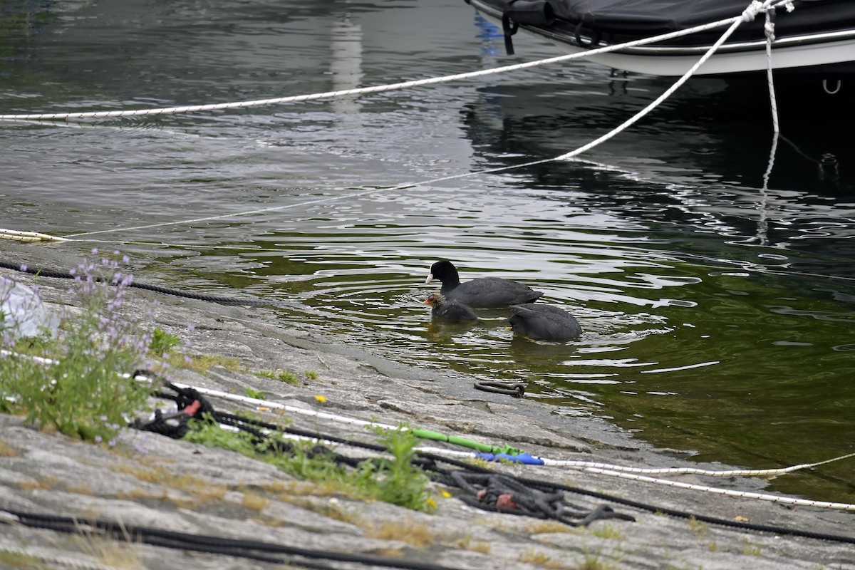 Eurasian Coot - ML620676928