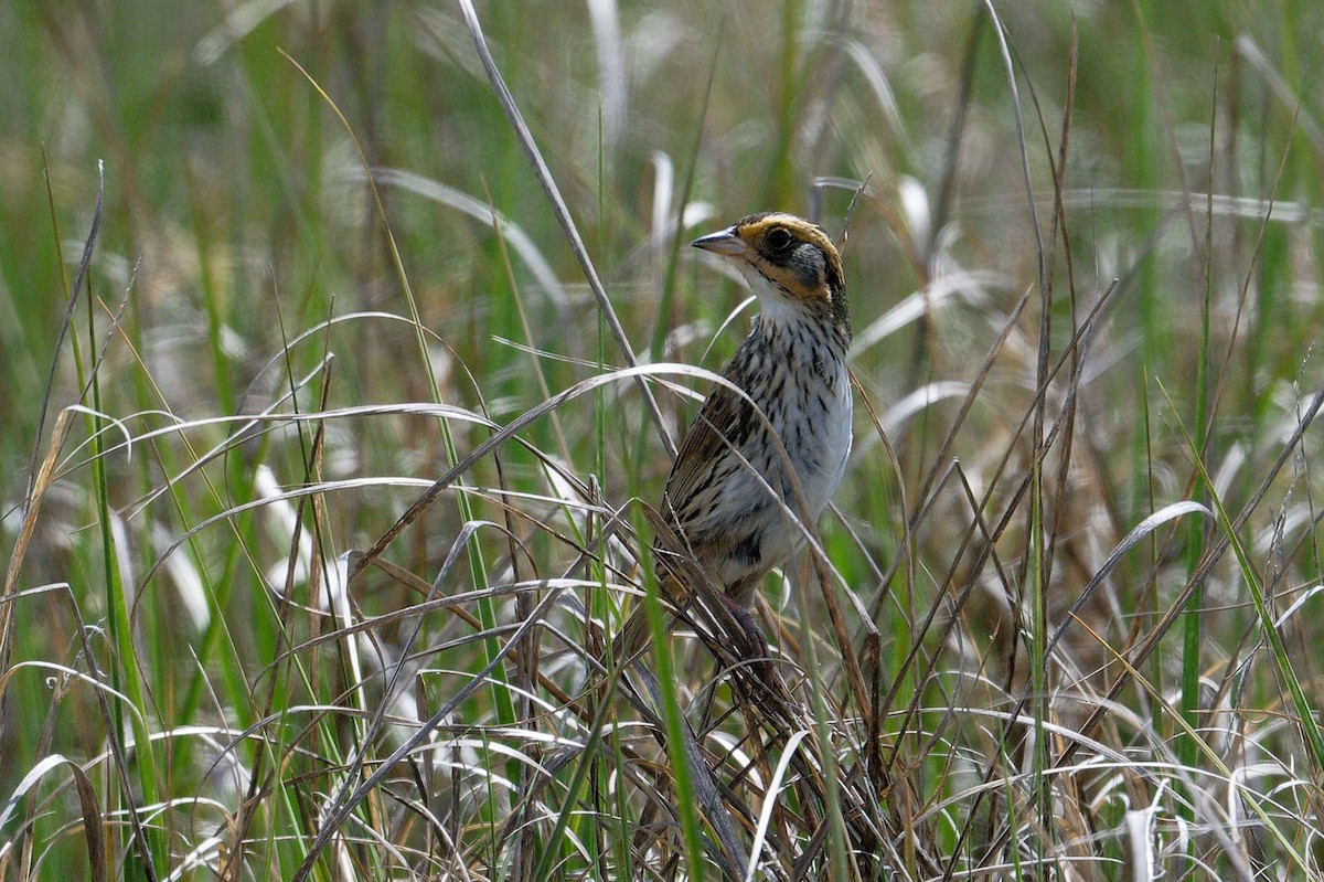 Saltmarsh Sparrow - ML620676929