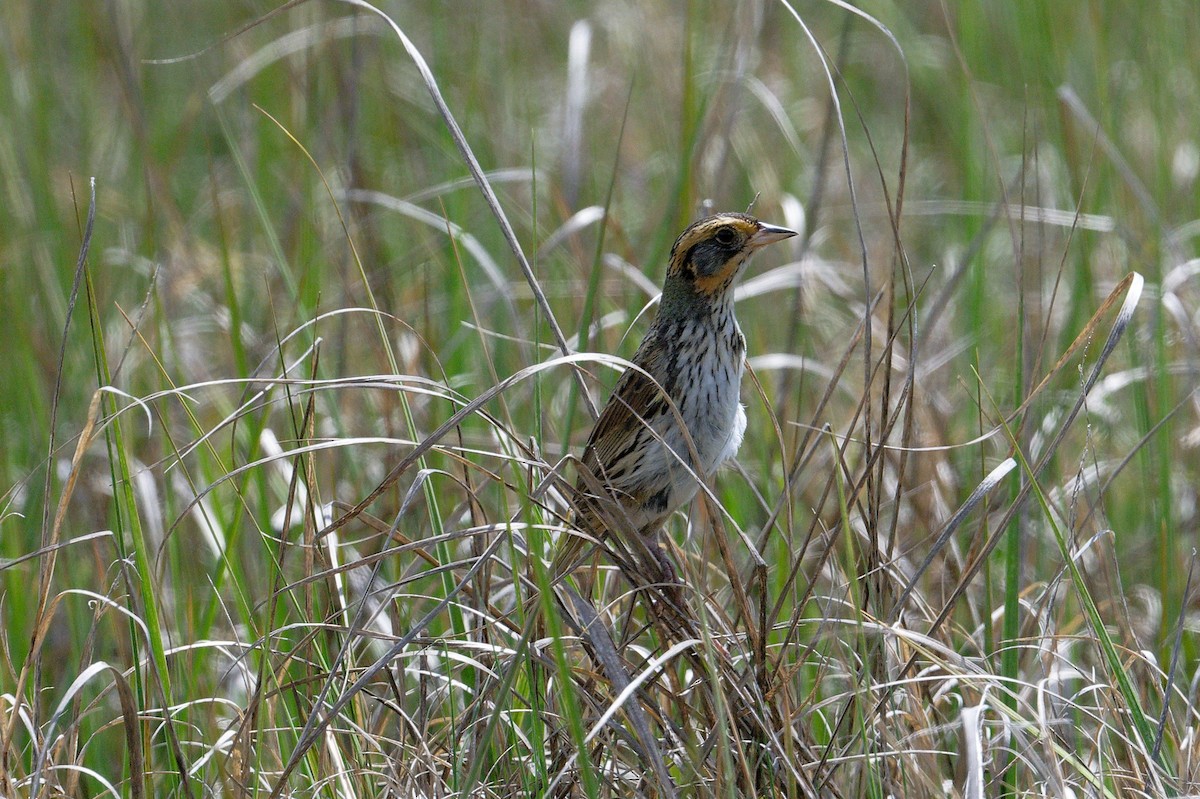 Saltmarsh Sparrow - ML620676931